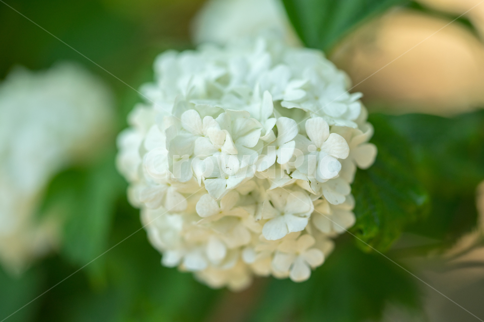 수국,봄,꽃,식물,자연,봄꽃,근접,식물,자연,plants,nature,꽃,flower