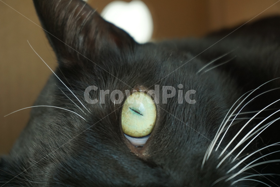 고양이,검은고양이,고양이눈,칼눈,고양이동공,동물,반려동물,animal,pet,cat,동공,blackcat,코숏,코리안숏헤어,반려묘,동물,animal,포유류,mammal,고양이,cat,kitten,kitty