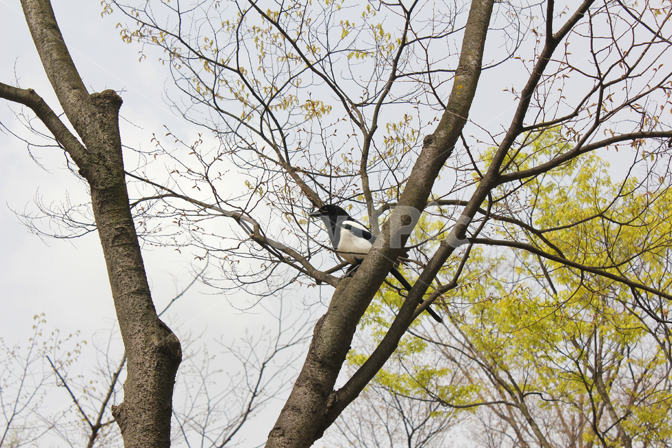 나무,나뭇가지,봄,식물,자연,새,까치,조류,동물,식물,자연,plants,nature,나무,trees,wood,동물,animal,조류,새,birds