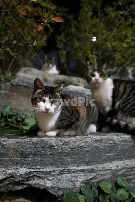 길고양이,고양이,길냥이,cat,야생동물