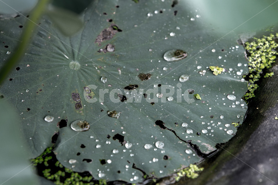 연잎,습지,개구리밥,문양,무늬,물방울,식물,자연,plants,nature