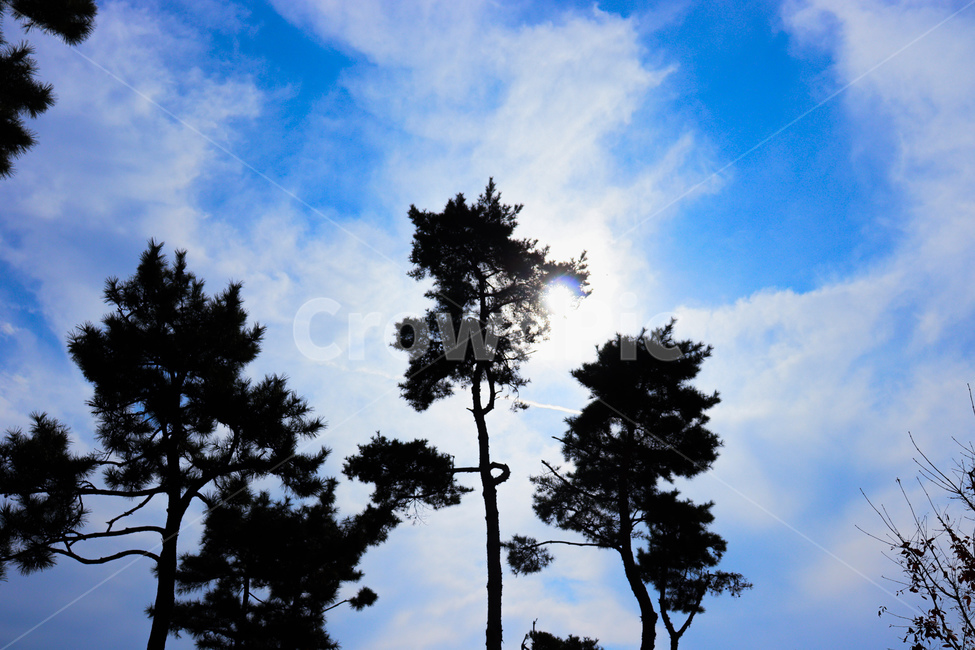 tree,나무,plant,식물,하늘,식물,자연,plants,nature,나무,trees,wood