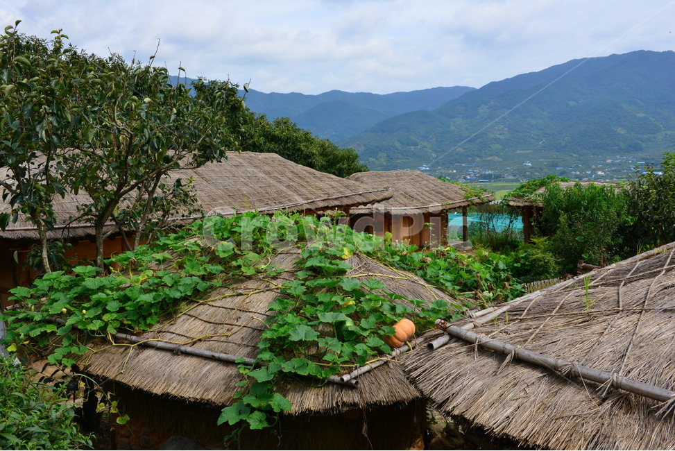 scenery,풍경,경남,하동,평사리,악양,최참판댁,초가집,여름,계절,nature,자연,outdoors,옥외,오두막,rural,농촌,초가지붕,호박,호박넝굴,시골,마을,풍경,landscape,country,rural,town,한국전통,한국문화,korean traditional,korean culture
