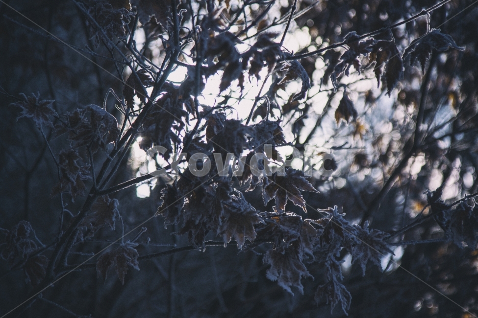 겨울산,겨울,산,나무,눈,겨울,계절,winter,season,식물,자연,plants,nature