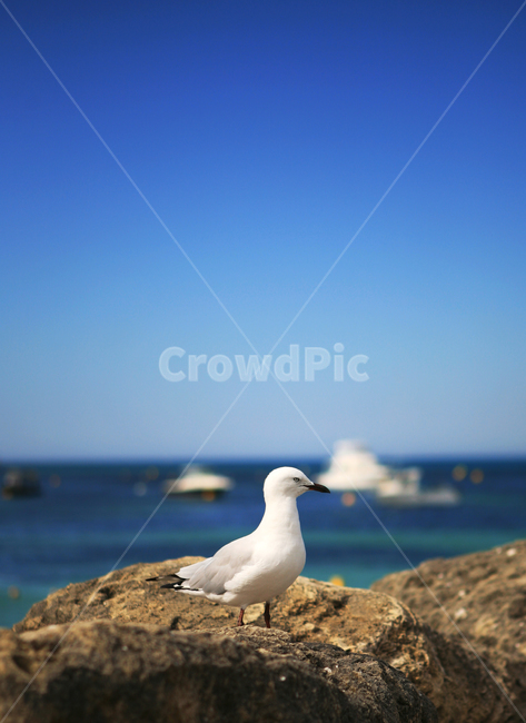 갈매기,바다,하늘,파란하늘,동물,새,seagull,bird,animal,bluesky,조류,부리,하얀새,commongull,해변,동물,animal,조류,새,birds