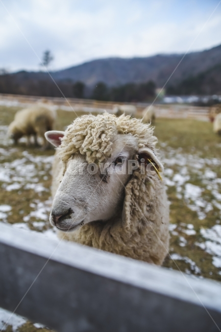 양,동물,감성,sheep,동물사진,동물,animal,포유류,mammal