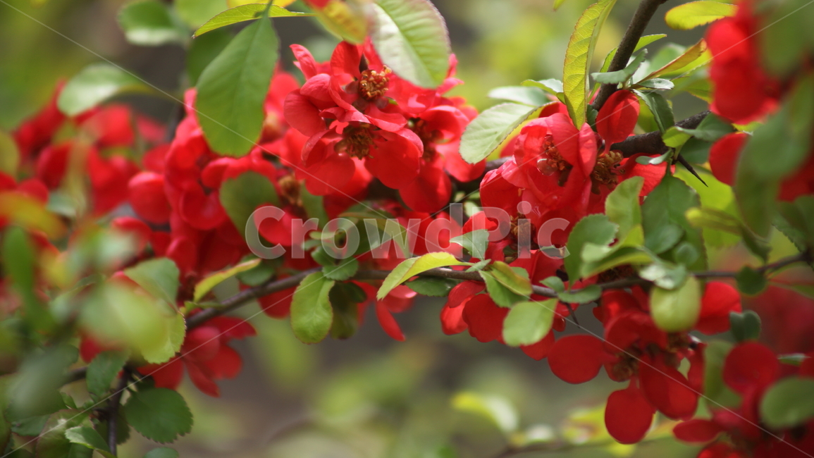 명자나무,꽃,봄,명자나무꽃,floweringquince,산당화