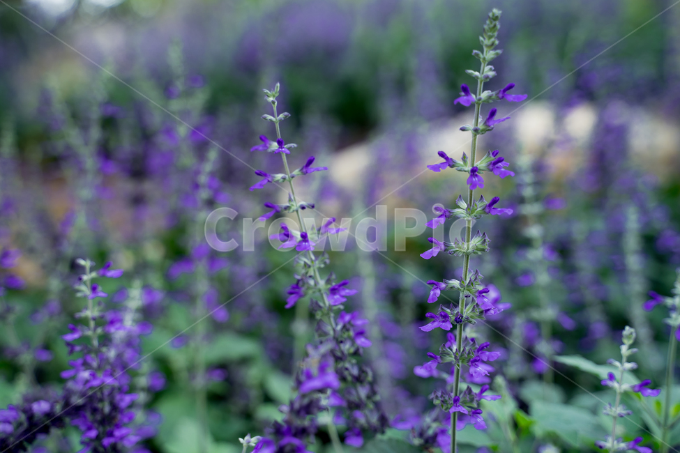꽃,flower,purple,지중해꽃,보라색꽃,그리스꽃,풀,나무,보라색,라벤터,들꽃,forest,tree,leap,잎,식물,자연,plants,nature,꽃,flower
