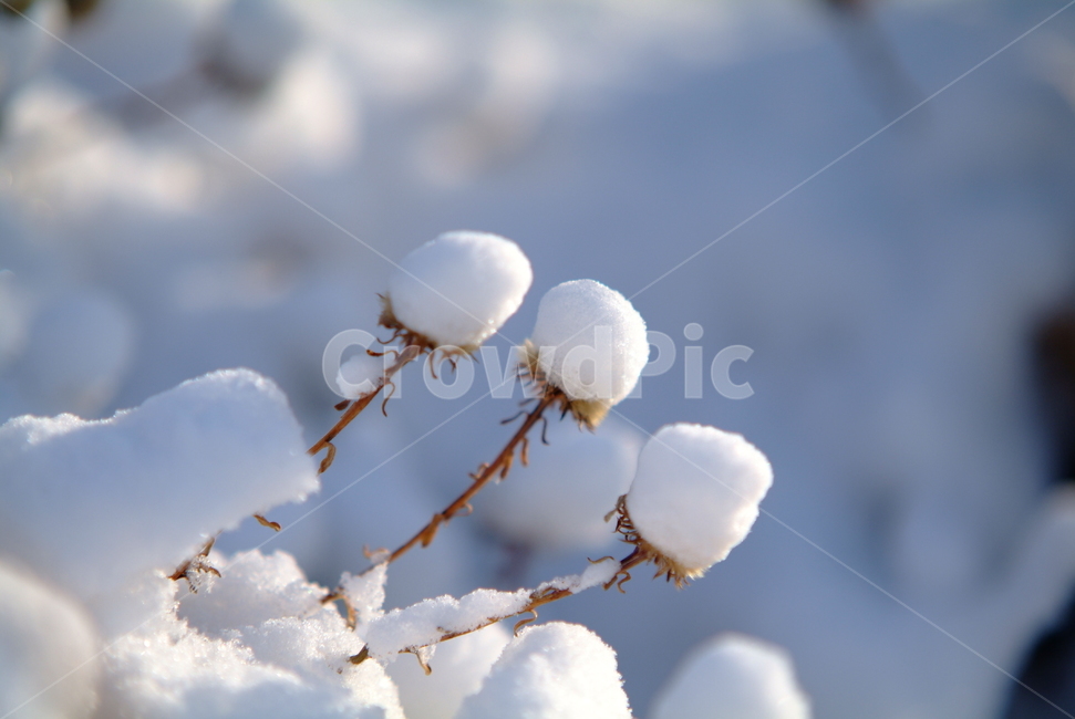 눈꽃,눈모자,겨울꽃,들꽃,겨울,흰눈,설경,겨울,계절,winter,season,자연,풍경,nature,landscape,outdoors,옥외