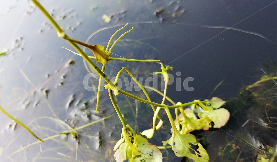 다섯가시수염마름,참깻과,희소식물,수생식물,수서곤충,식물,자연,plants,nature