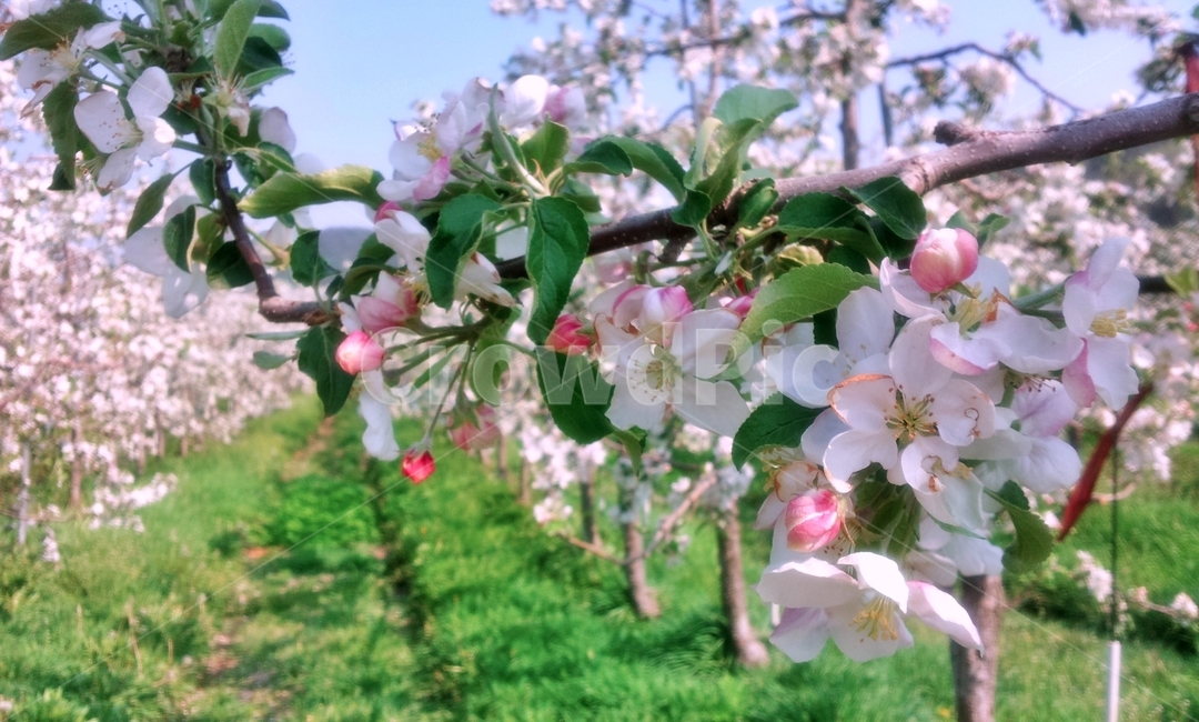 사과꽃,꽃,사과나무,봄꽃,과수원,농촌,청송,시골,봄,flower,blossom,appletree,만개,꽃송이,분홍꽃,식물,자연,plants,nature,꽃,flower