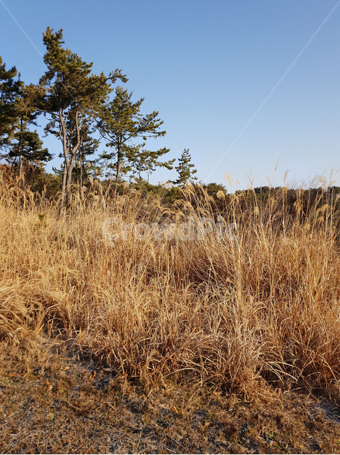 산,풍경,자연,갈대,2월,나무,하늘,경상남도,고성군,mountain,reed,february,tree,gyeongsangnamdo,goseonggun