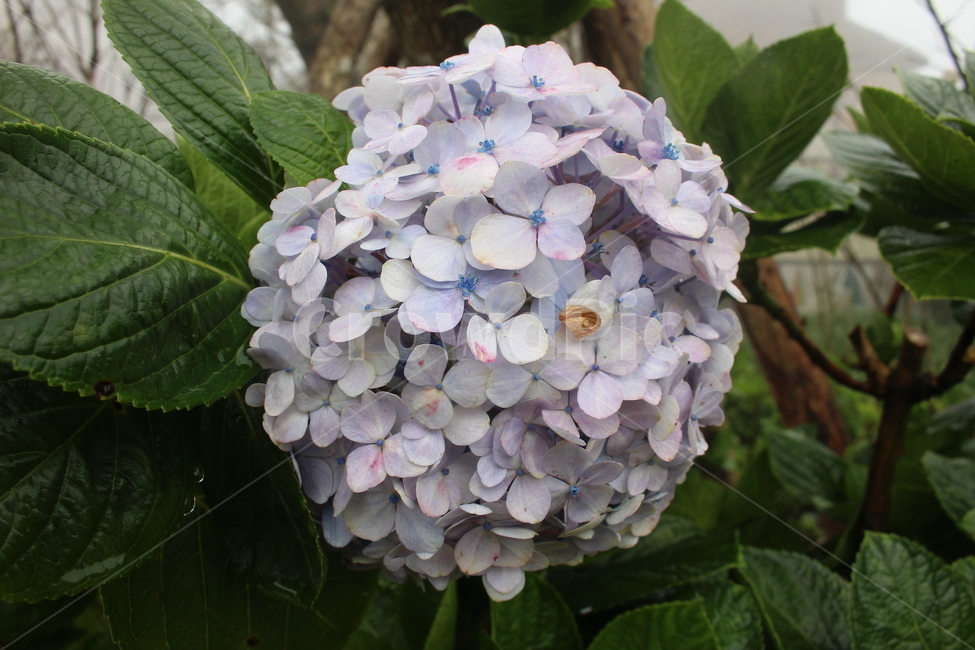 수국,보라색,꽃,아름다운꽃,풍성한꽃,식물,자연,plants,nature,꽃,flower