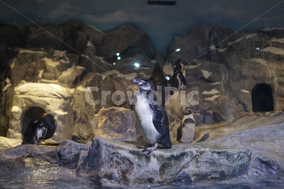 수족관,펭귄,동물,북극,남극,동물,animal,포유류,mammal