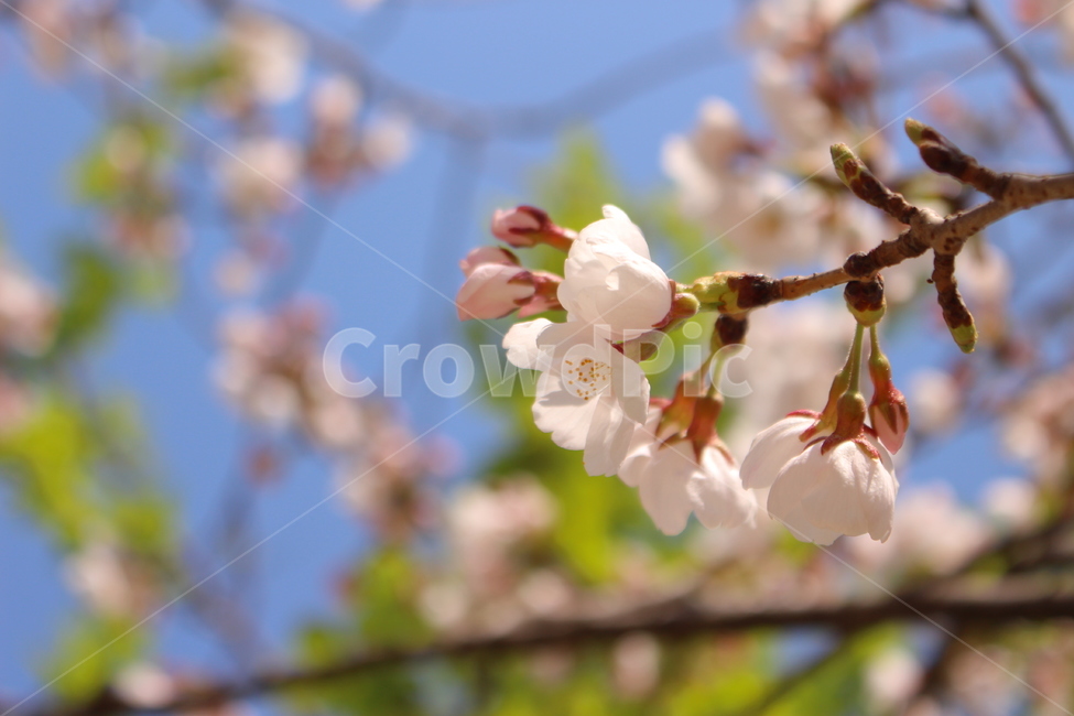 plant,식물,blossom,꽃,flower,spring,봄꽃,벚꽃,꽃나무,분홍꽃,나무,봄,하늘