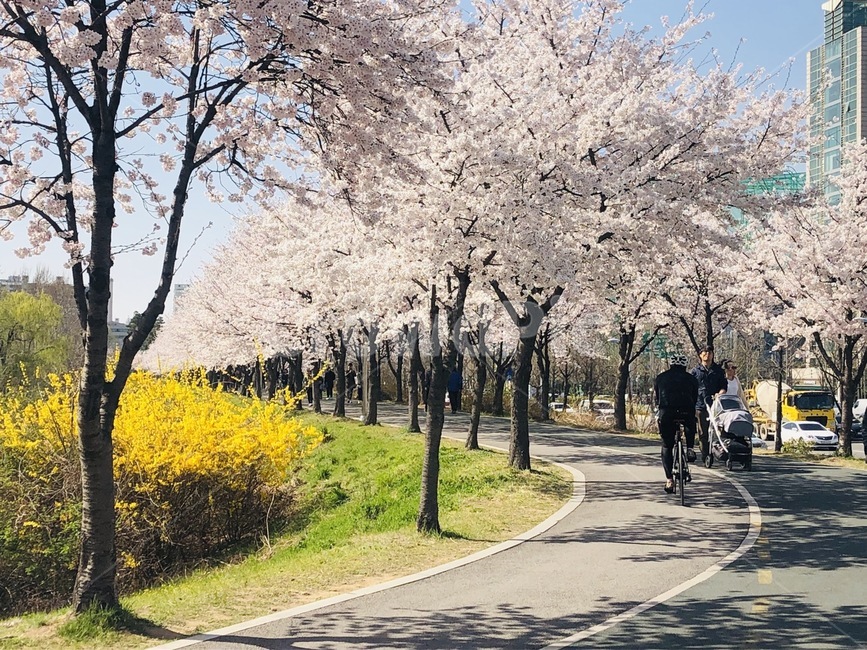 벚꽃,개나리,올림픽공원,산책,소풍