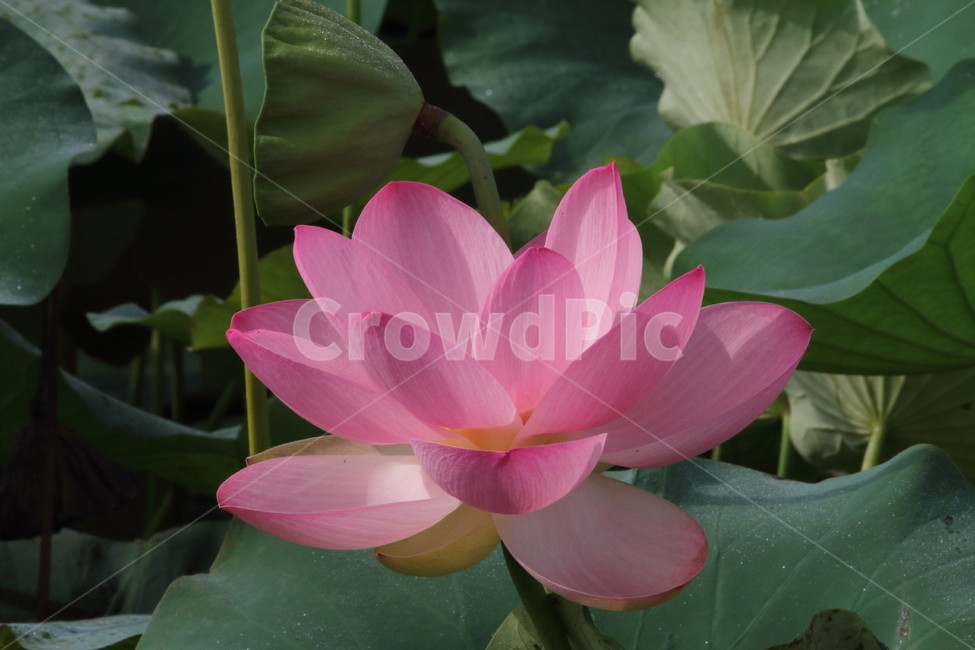 연,식물,연꽃,약용식물,lotus,식물,자연,plants,nature,꽃,flower