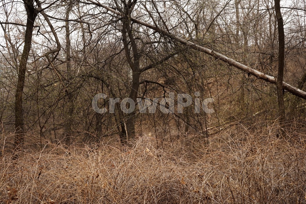 나무,자연,식물,초봄,낙엽,landscape,nature,trees,나무가지,desolation,solitary,fallenleaves,brown,branches,자연,풍경,nature,landscape,grass,잔디,plant,tree