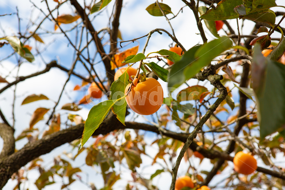 가을,감나무,가을하늘,가을감,과일,가을과일,추석,식물,자연,plants,nature,과일,열매,fruit