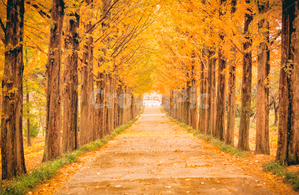 가을,낙옆,단풍,계절,자연,풍경,fall,maple,seasons,autumn,nature,landscape,숲,forest,길,road,메콰세콰이어,metasequoiaroad,tree,나무,가을,계절,fall,autumn,season,자연,풍경,nature,landscape,plant,식물