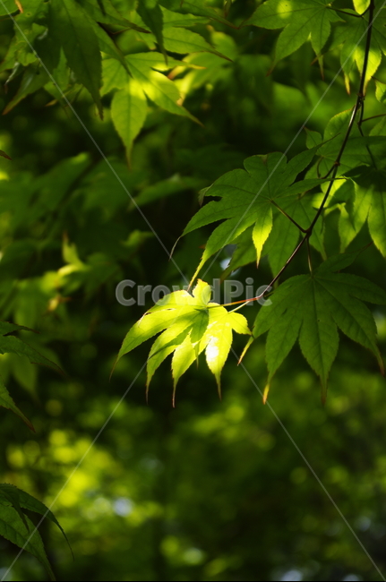 숲,나무,식물,plant,봄,spring,초록,잎,식물,자연,plants,nature