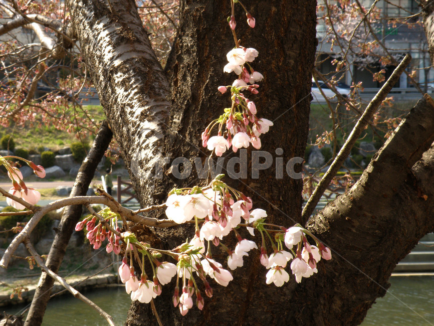 벚꽃,벗꽃,꽃,봄,벚나무,식물,자연,plants,nature,꽃,flower