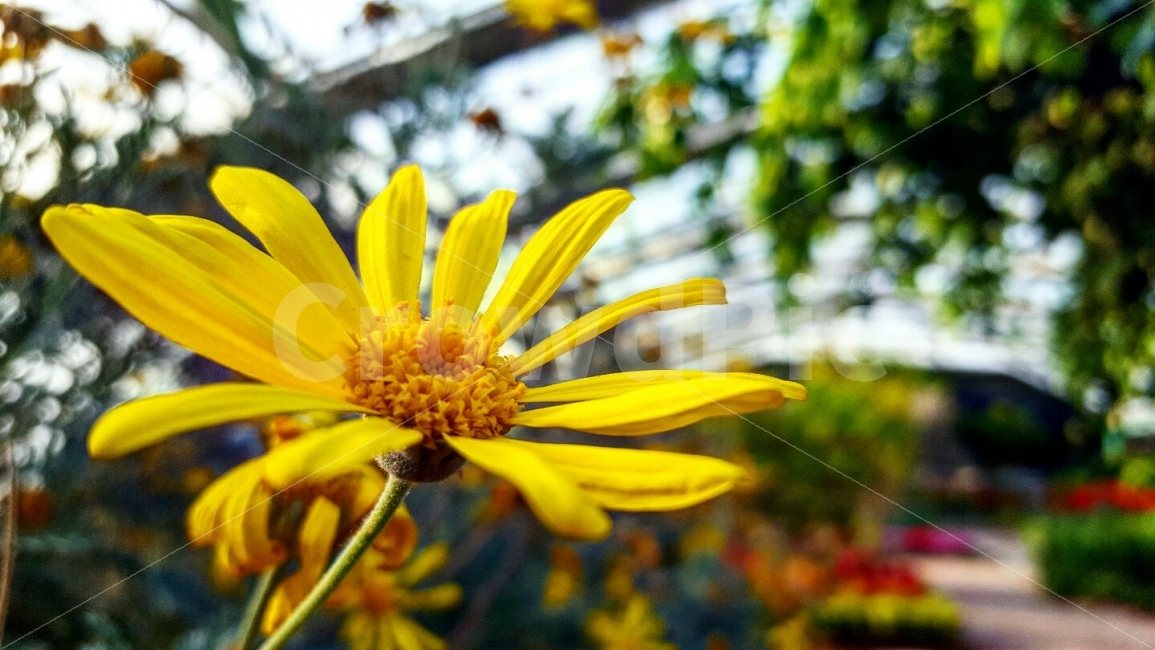 충청남도,아산,꽃,배경,세계식물원,국내,여행,식물,자연,plants,nature,꽃,flower