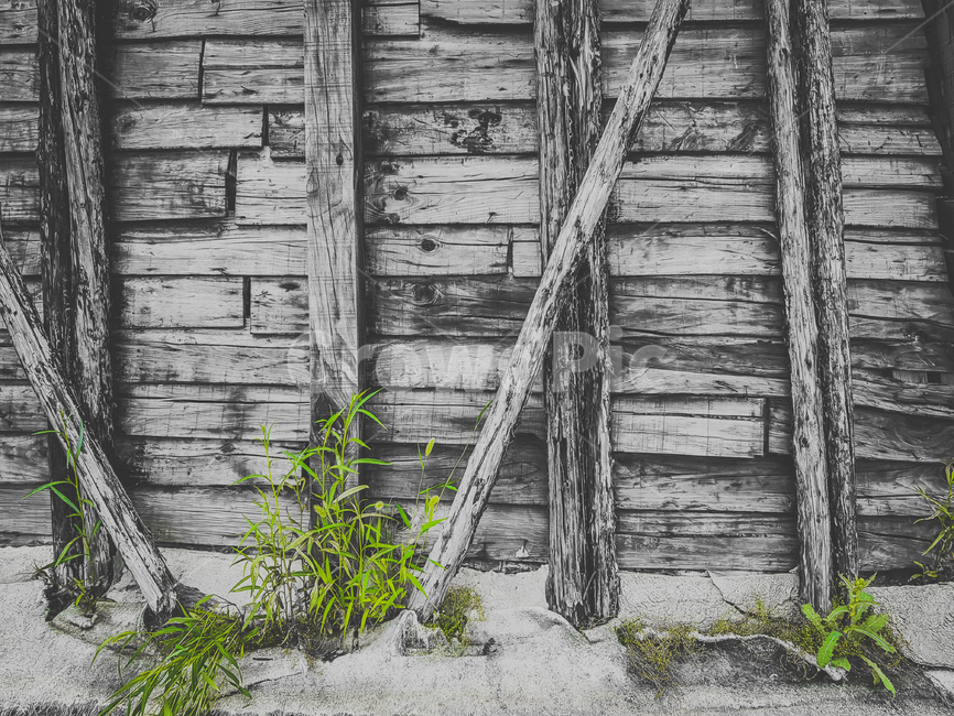 창고,나무무늬,고목,잡초,모노,흑백,초록,자연,natural,nature,greens,bnw,old,time,bnwphotography,ordinary