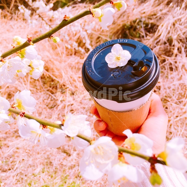봄,꽃,매화,blossom,flower,spring,커피,휴식,tea,breaktime,꽃놀이,봄,계절,spring,season