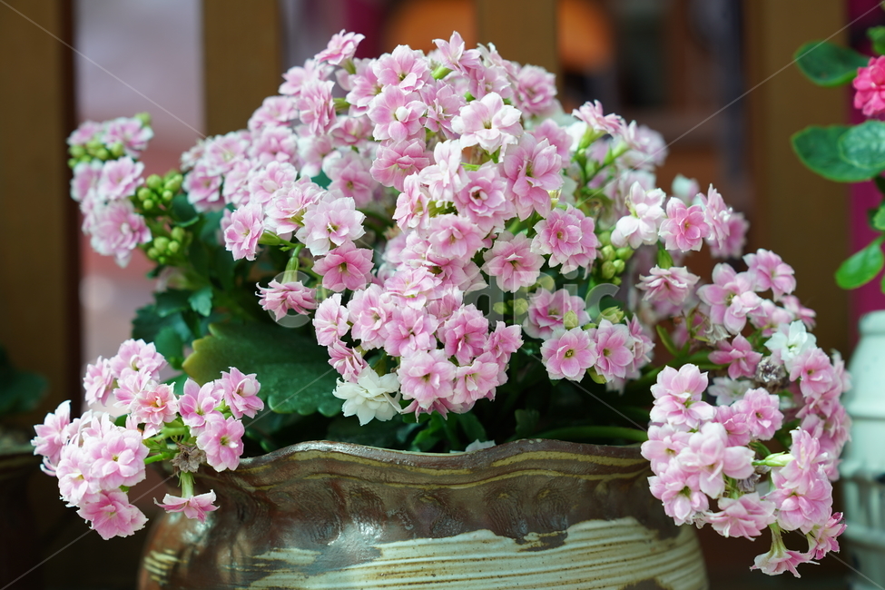 식물,꽃,화분,flower,blossom,식물,자연,plants,nature,꽃,flower