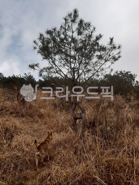 하늘배경소나무,하트형소나무,소나무,소나무와강아지,자연
