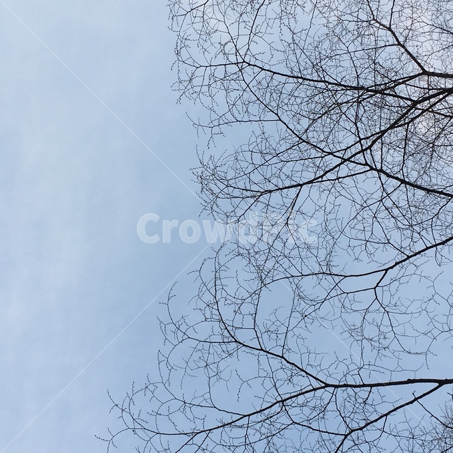 나무,하늘,풍경,자연,겨울,겨울,계절,winter,season,나무,trees,wood