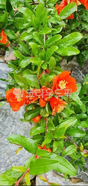 pomegranate flower,pomegranate tree,plant,red flower,flower
