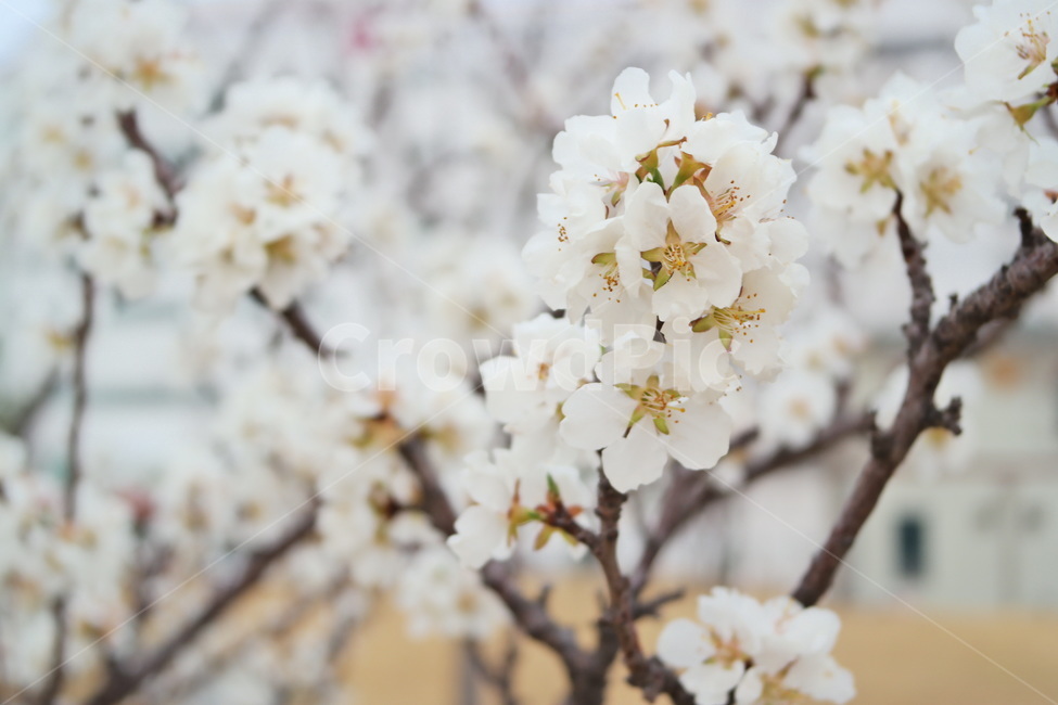 매화,봄꽃,봄,꽃,만개,flower,blossom,plant