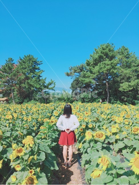 human,person,사람,인물,해바리기,꽃,여자,뒷모습,사람,인물,인간,human,person,여성,여자,woman,female,lady