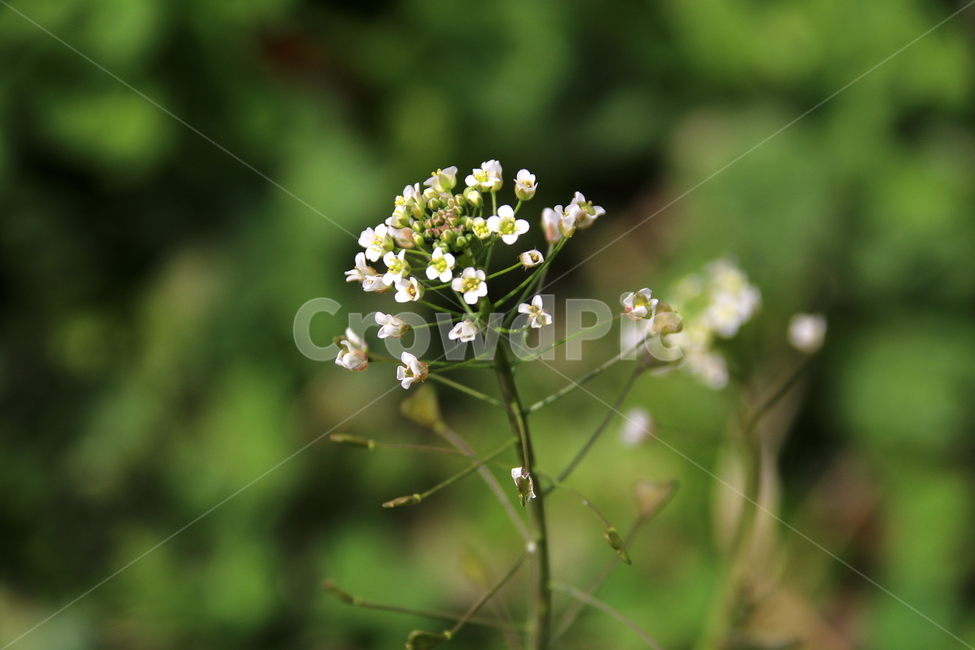 식물,꽃,계절,봄,flower,봄,계절,spring,season,식물,자연,plants,nature,꽃,flower,plant