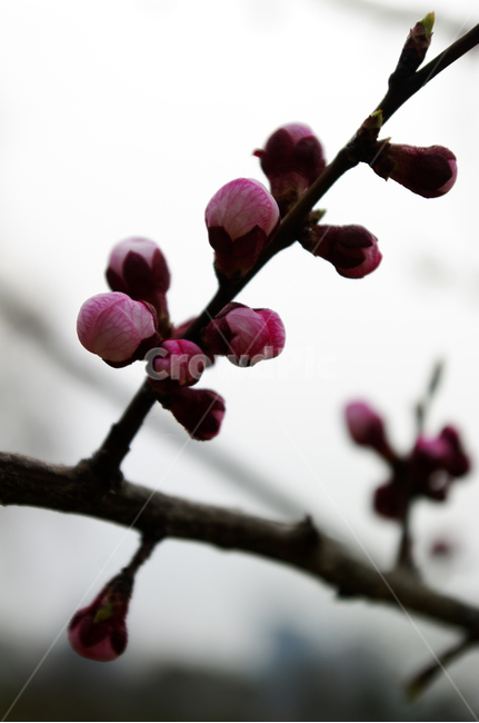 꽃,flower,매화,식물,plant,봄,spring,계절,식물,자연,plants,nature,꽃,flower
