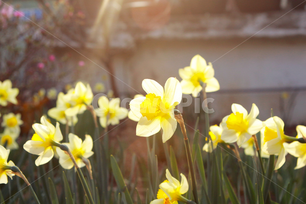 꽃,flower,narciscuss,수선화,봄꽃