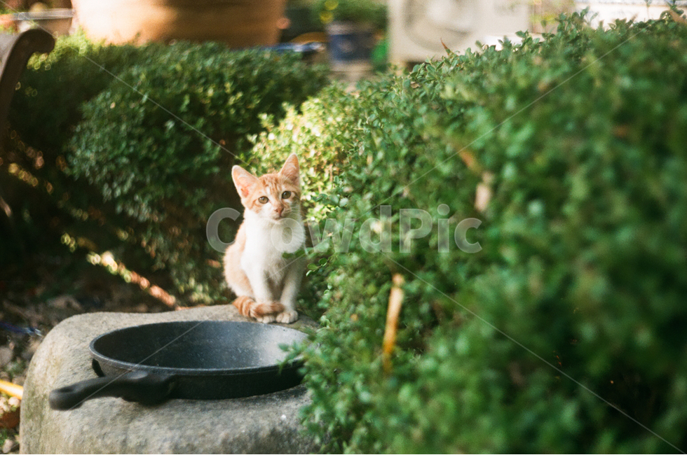 새끼고양이,길냥이,고양이,필름사진,교감
