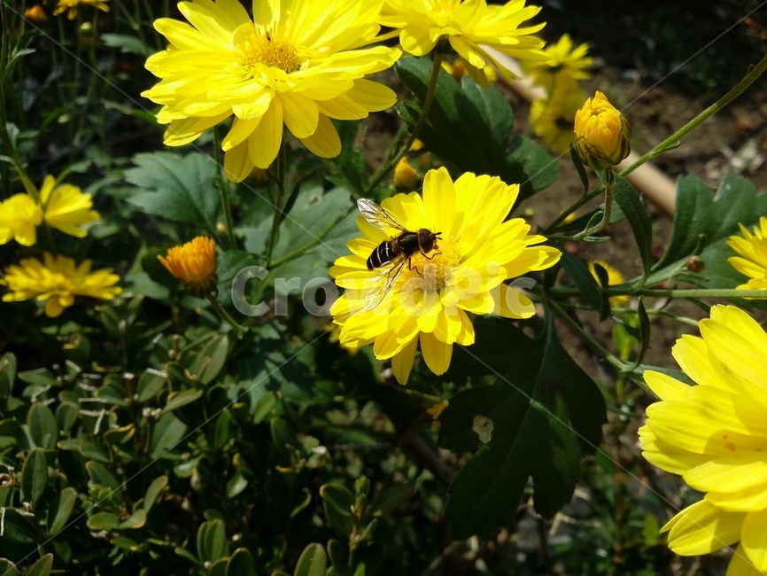 plant,식물,벌,insect,곤충,꽃,자연,flower,식물,자연,plants,nature,꽃,flower