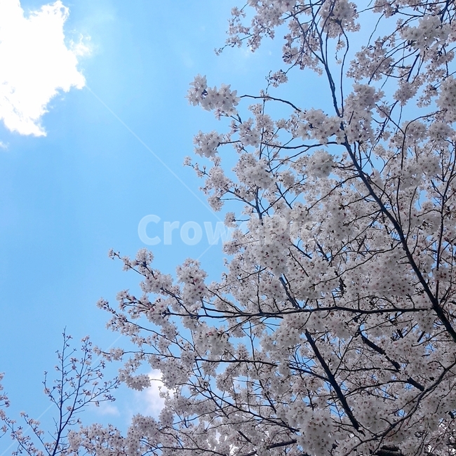 벚꽃,하늘,봄,봄꽃,식물,cherryblossom,spring,sky,봄,계절,spring,season,plant
