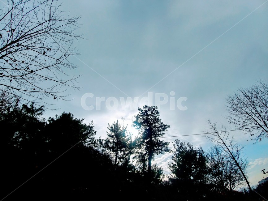 하늘,풍경,자연,나무,구름,sky,자연,풍경,nature,landscape,식물,plants,나무,trees,wood,실루엣,그림자,silhouette,shadow,tree,plant,fir,전나무