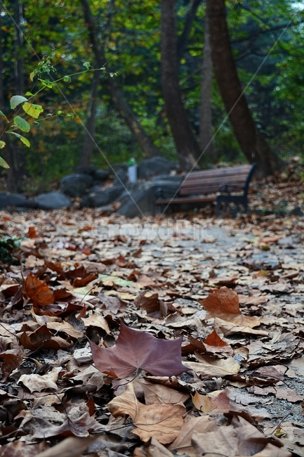 단풍,낙엽,가을,수목원,붉은낙엽,감성,느낌,추억,정취,외로움,가을,계절,fall,autumn,season,leaf,잎,plant,식물,tree,나무,ground,바닥