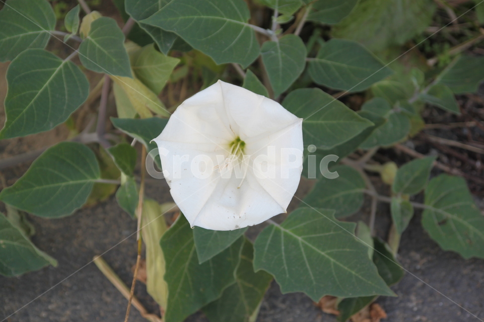 흰독말풀,만다라자,한송이,blossom,꽃,식물,flower