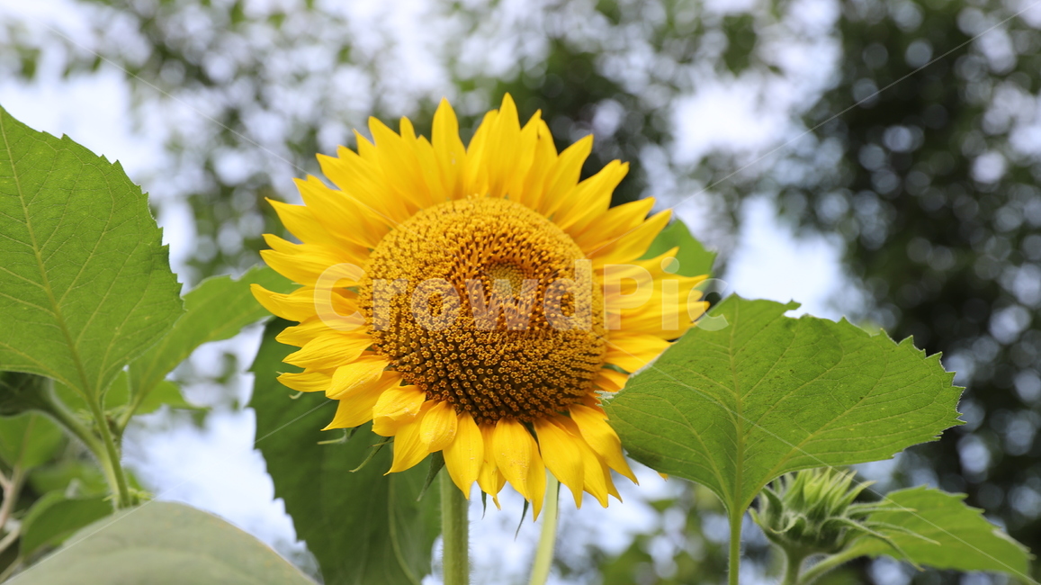 해바라기,여름,계절,노랑색,꽃잎,녹색잎,plant,식물,blossom,flower,꽃