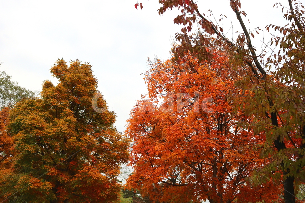 나무,복자기,복자기나무,식물,단풍,가을,자연,가을,계절,fall,autumn,season,식물,자연,plants,nature,나무,trees,wood,tree,plant,maple