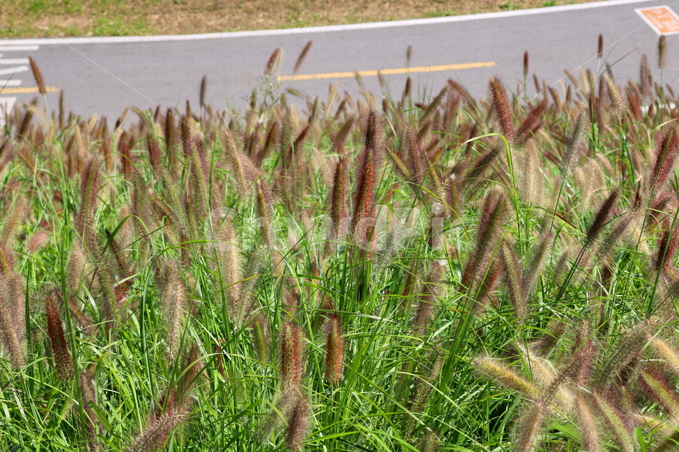 수크령,길갱이,랑미초,식물,벼과,벼과식물,자연,식물,자연,plants,nature