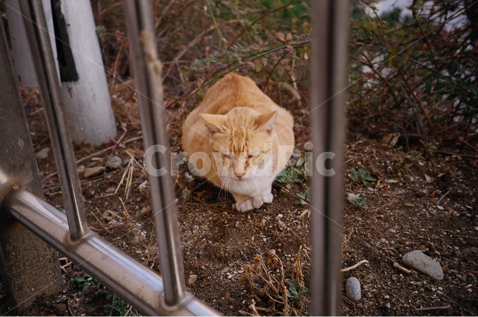 고양이,동물,감성,필름,아날로그,색감