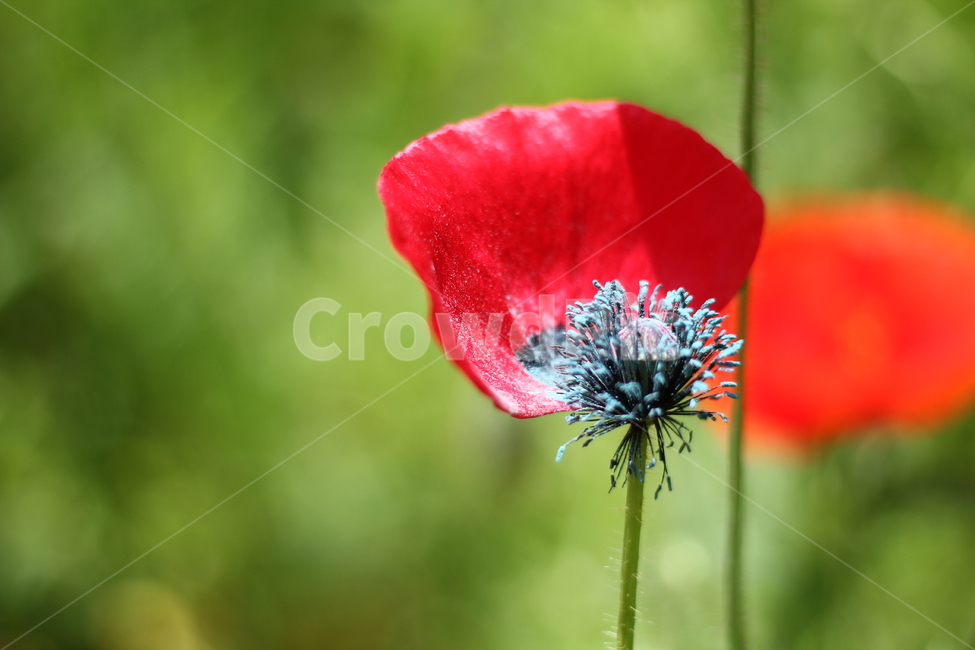 poppy,poppy flower,flower