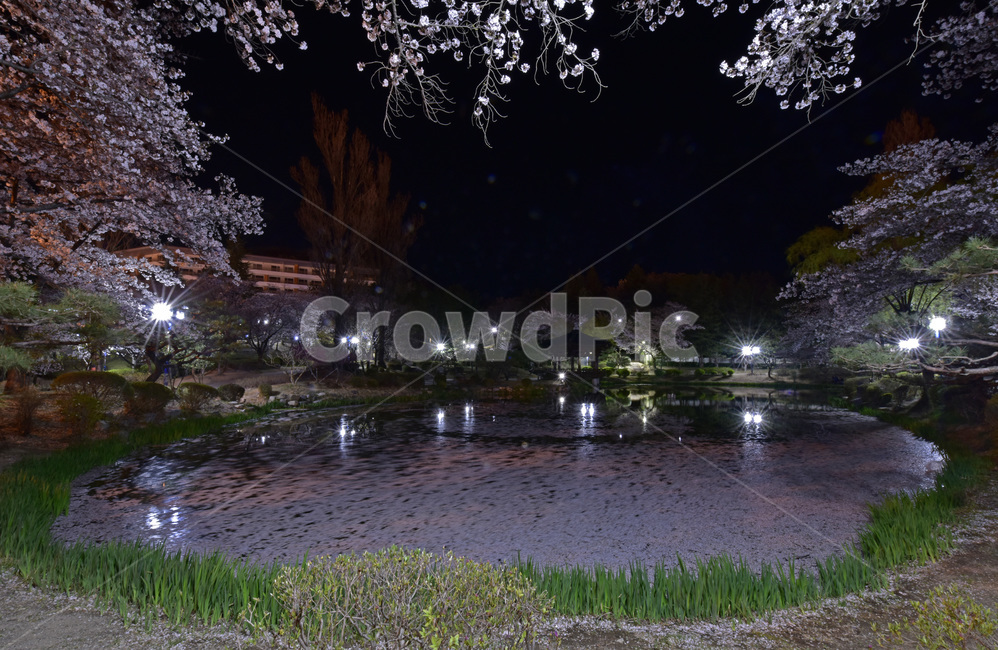 보문정,경주,보문관광단지,벚꽃,호수,작은연못,자연,풍광,경치,자연,풍경,nature,landscape,야경,밤,nightscape,night,outdoors,옥외,water,물,plant,식물